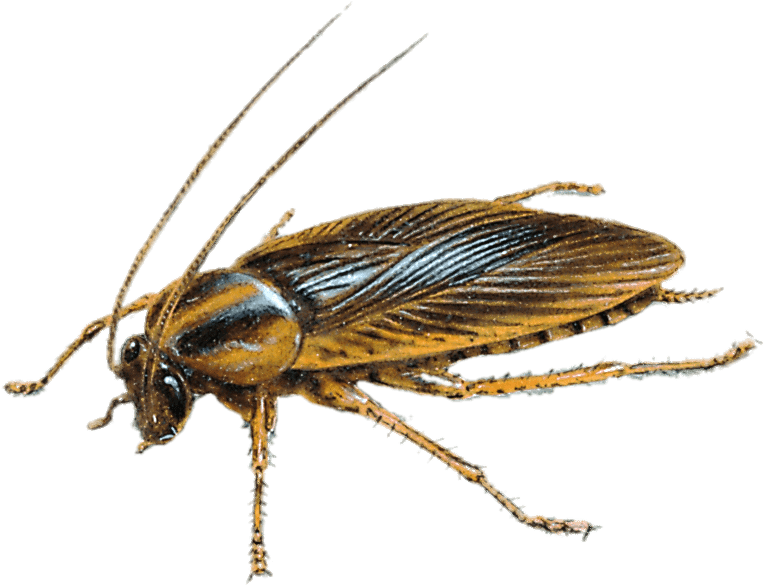 Detailed Cockroach Illustration