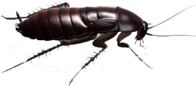 Detailed Cockroach Illustration