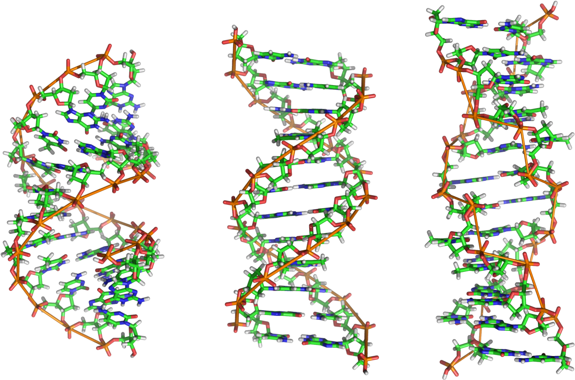 Detailed D N A Double Helix Structure