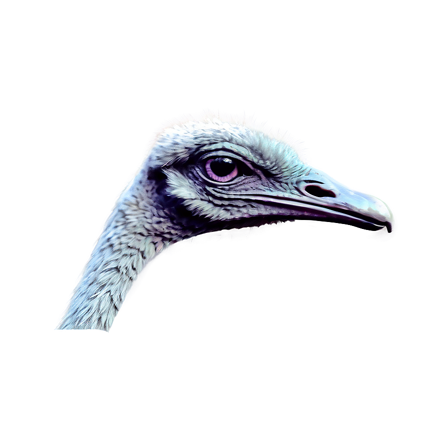 Detailed Emu Png 06252024