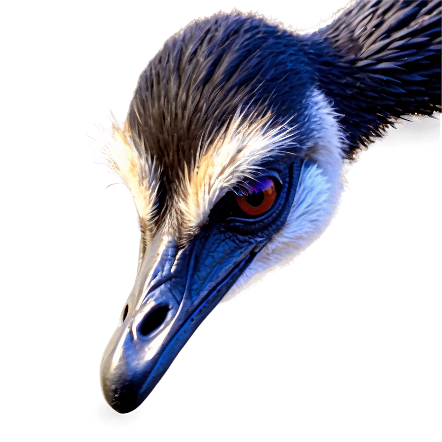 Detailed Emu Png 32