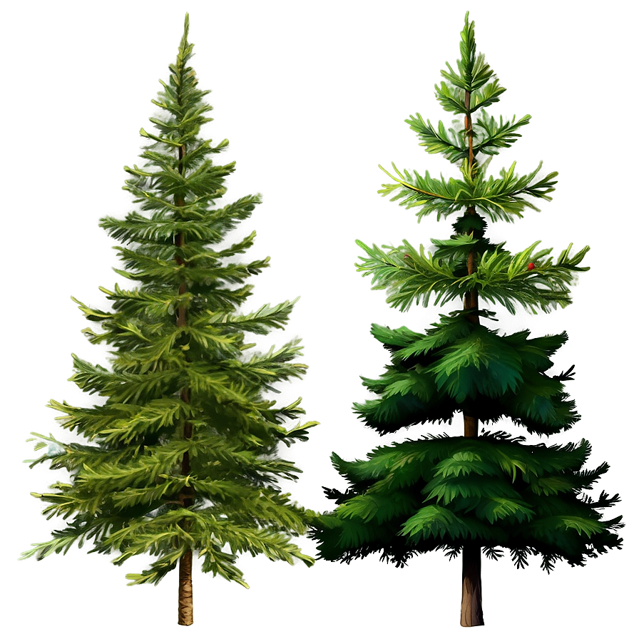 Detailed Evergreen Tree Png 06212024