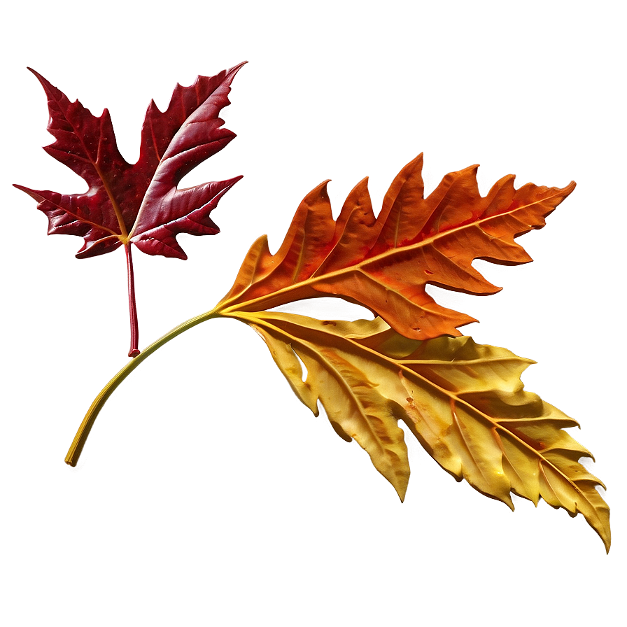 Detailed Fall Leaf Png Tgv62