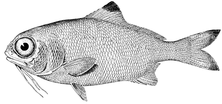 Detailed Fish Illustration Blackand White