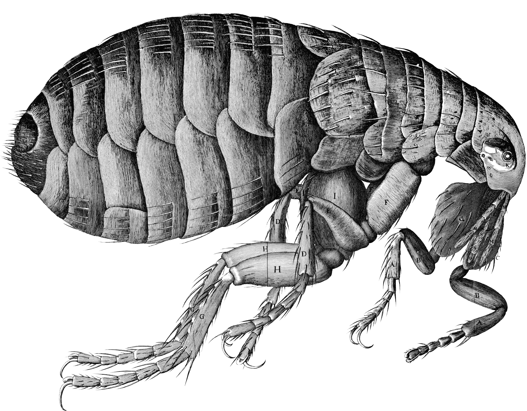 Detailed Flea Illustration