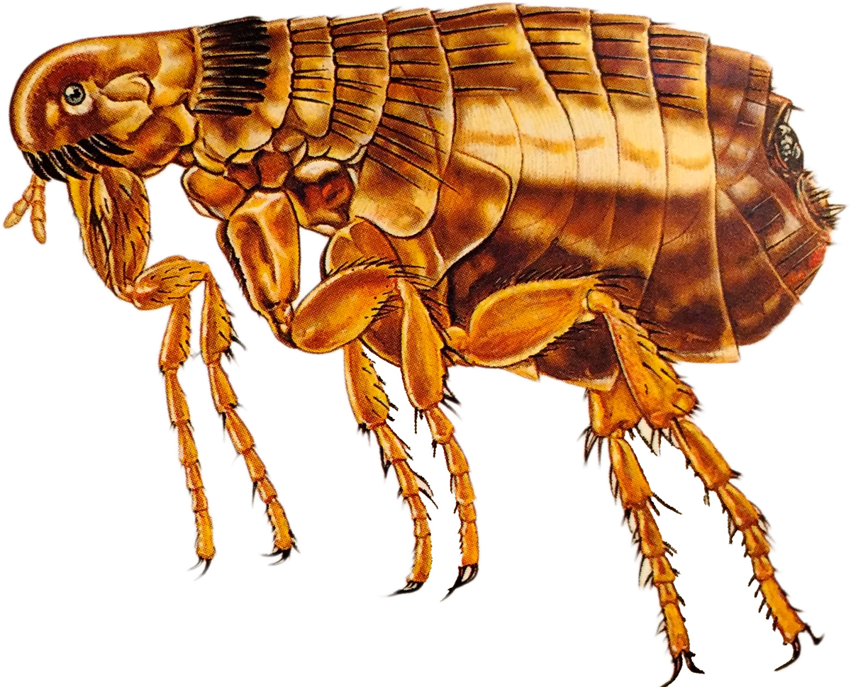 Detailed Flea Illustration.png