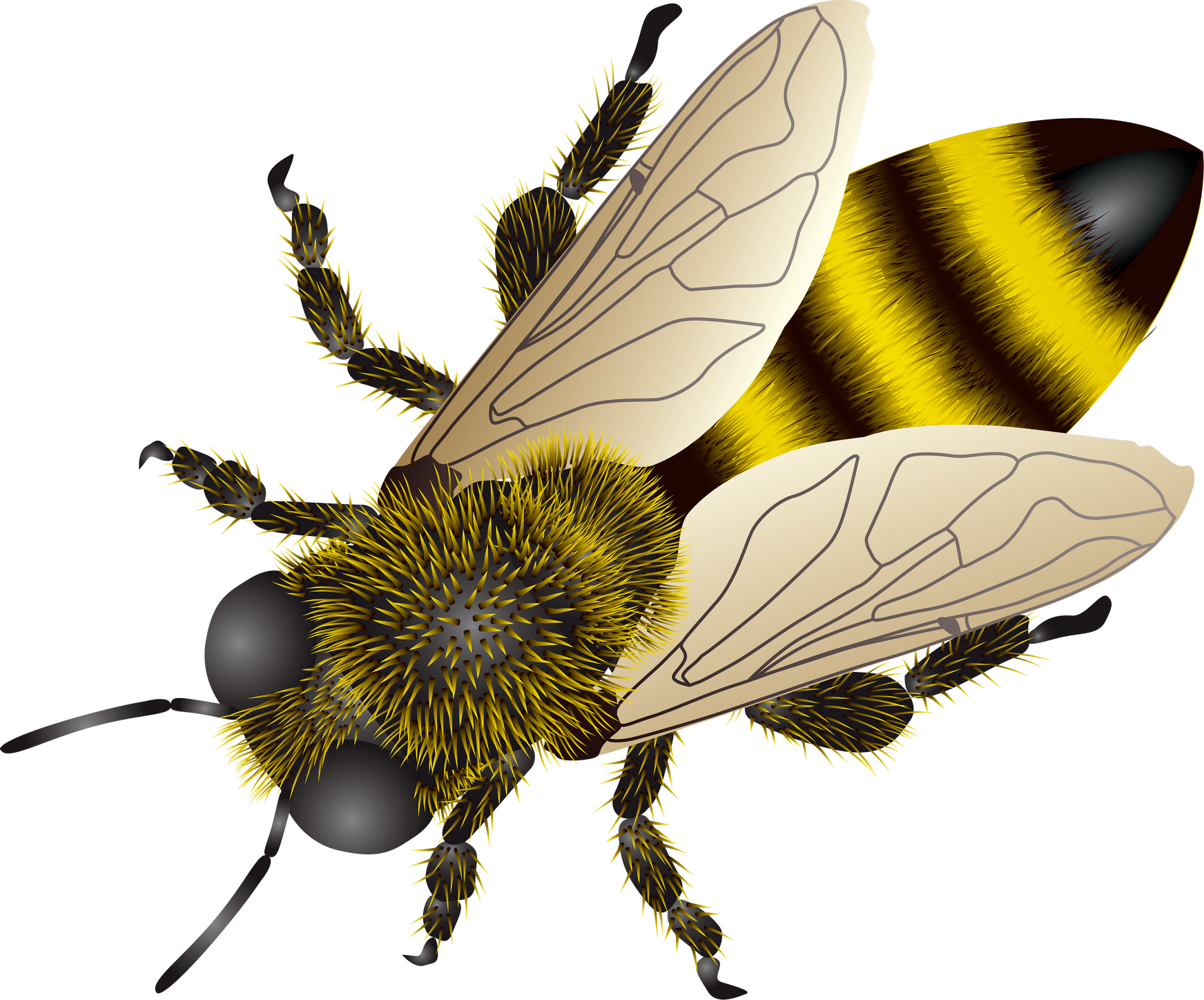 Detailed Honey Bee Illustration