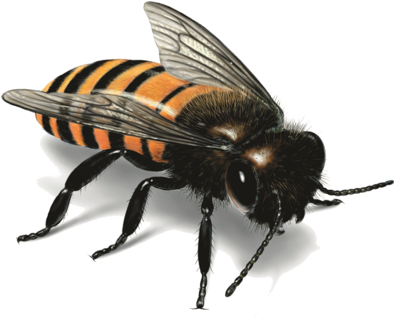 Detailed Honey Bee Illustration.png