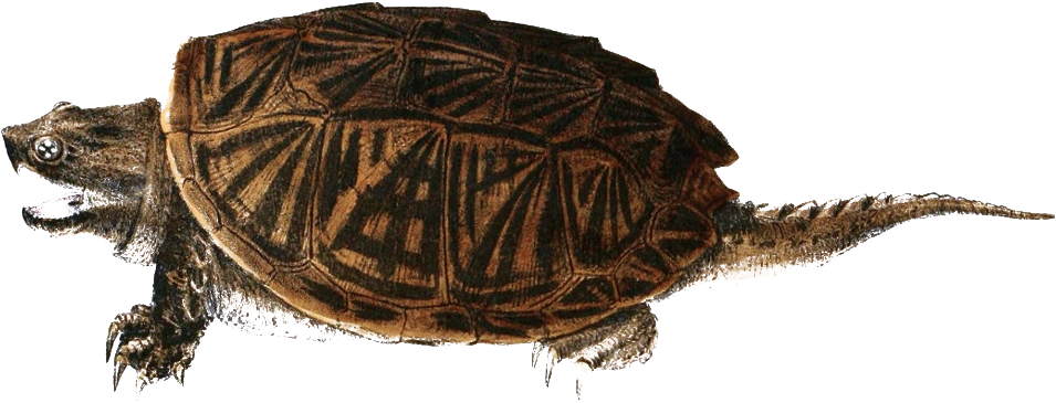Detailed Illustrationof Turtle Image