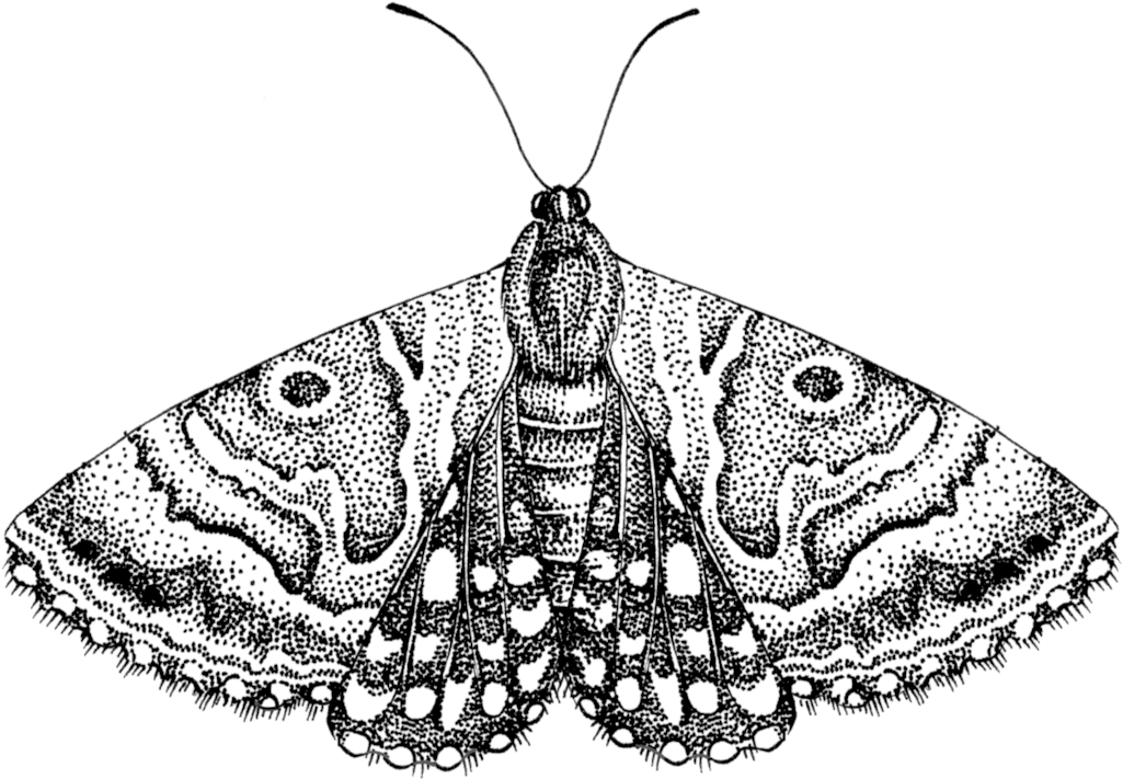 Detailed Moth Illustration