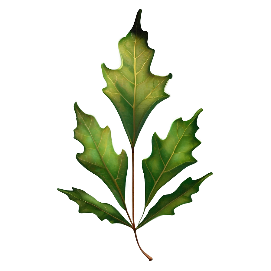 Detailed Oak Leaf Png 06292024