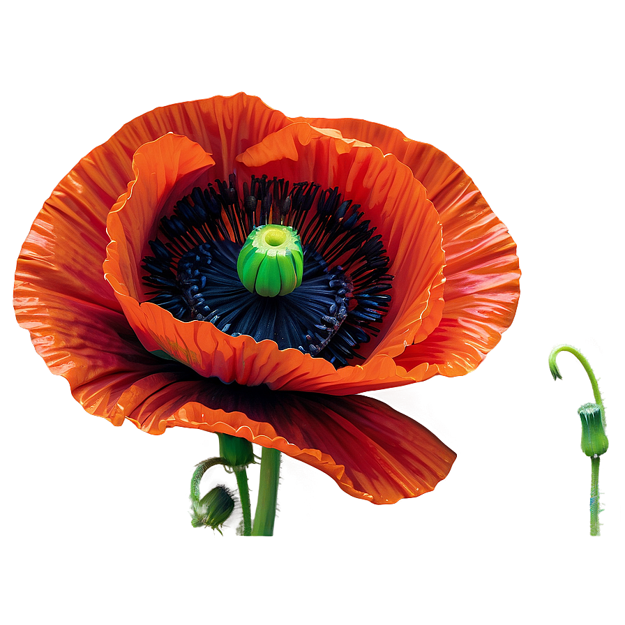 Detailed Poppy Closeup Png 06112024