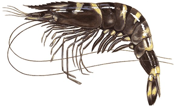 Detailed Prawn Illustration