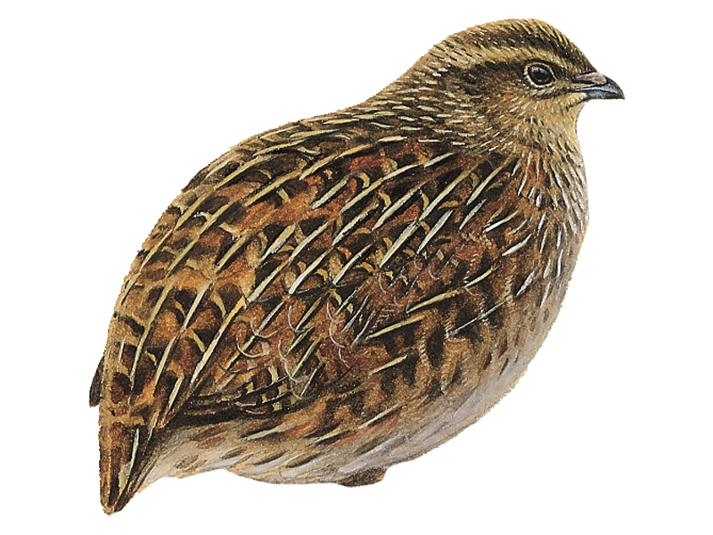 Detailed Quail Illustration