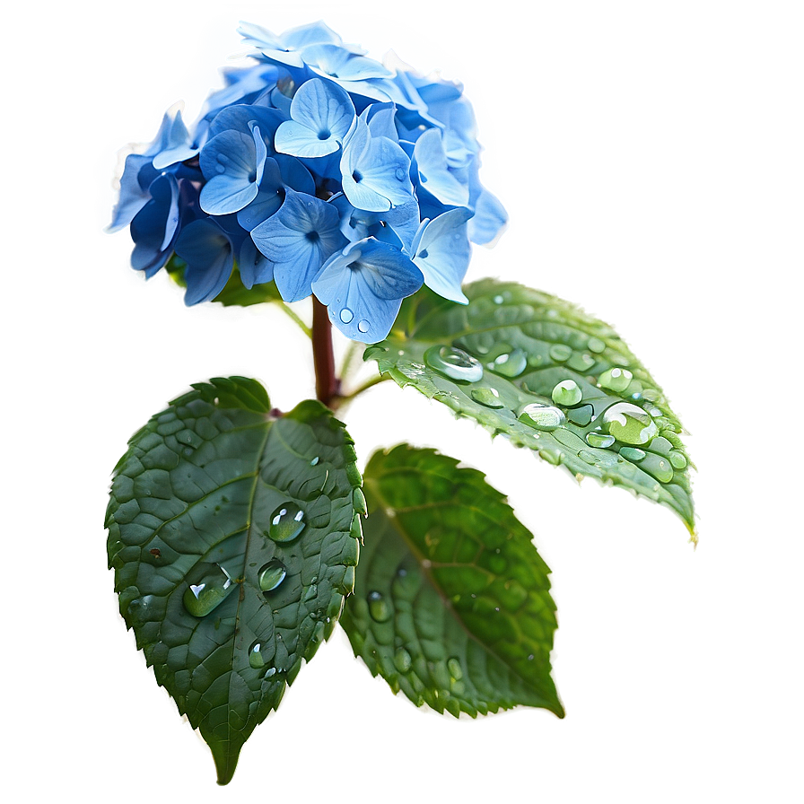 Dew On Hydrangea Png Rom