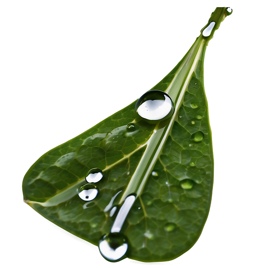 Dewdrop On Leaf Water Png Kqv