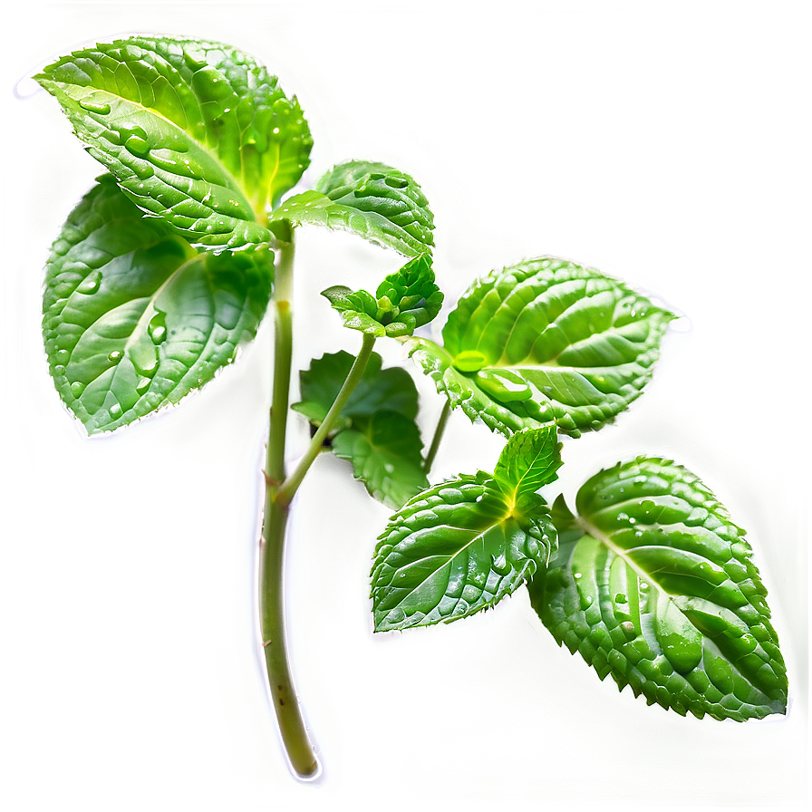 Dewy Mint Leaves Png Qaw