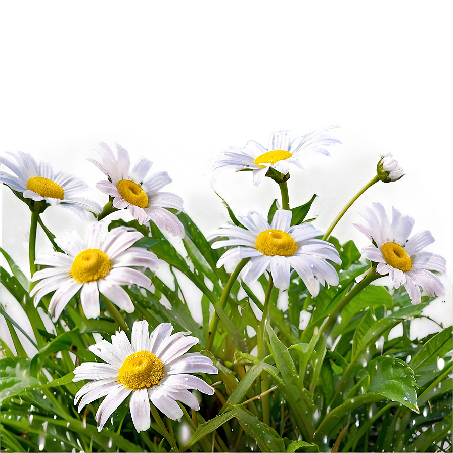 Dewy Morning Daisies Png Osl94