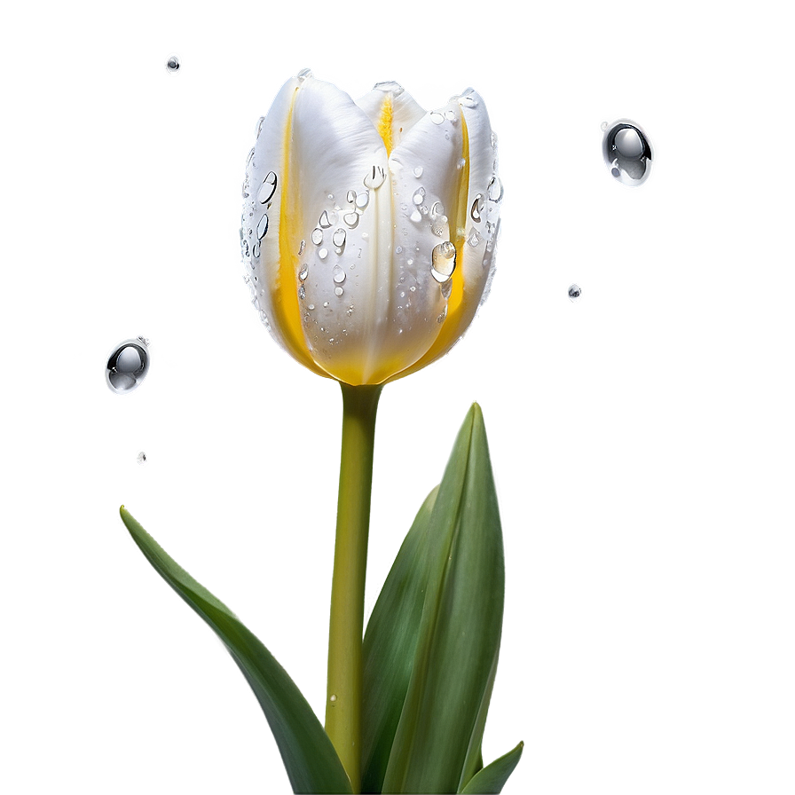 Dewy Tulip Png 38