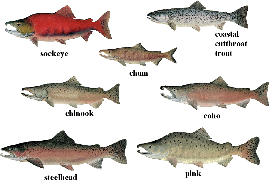 Different Speciesof Salmonand Trout