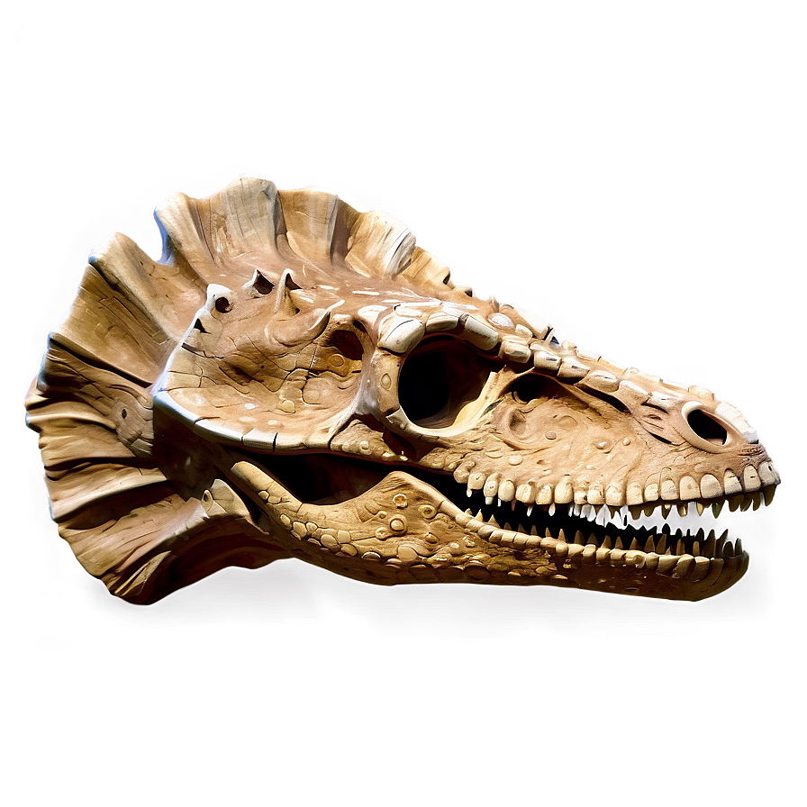 Dinosaur Head Fossil Png 2