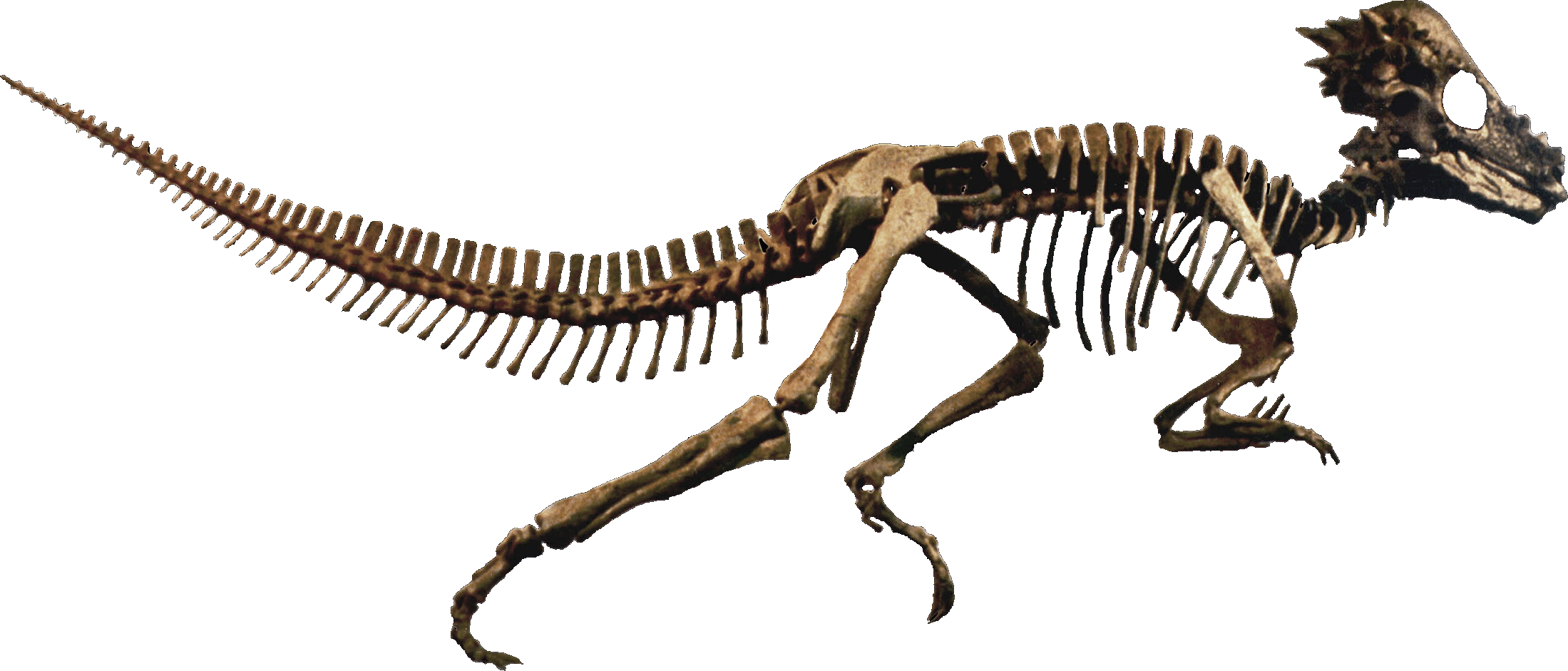 Dinosaur Skeleton Exhibit