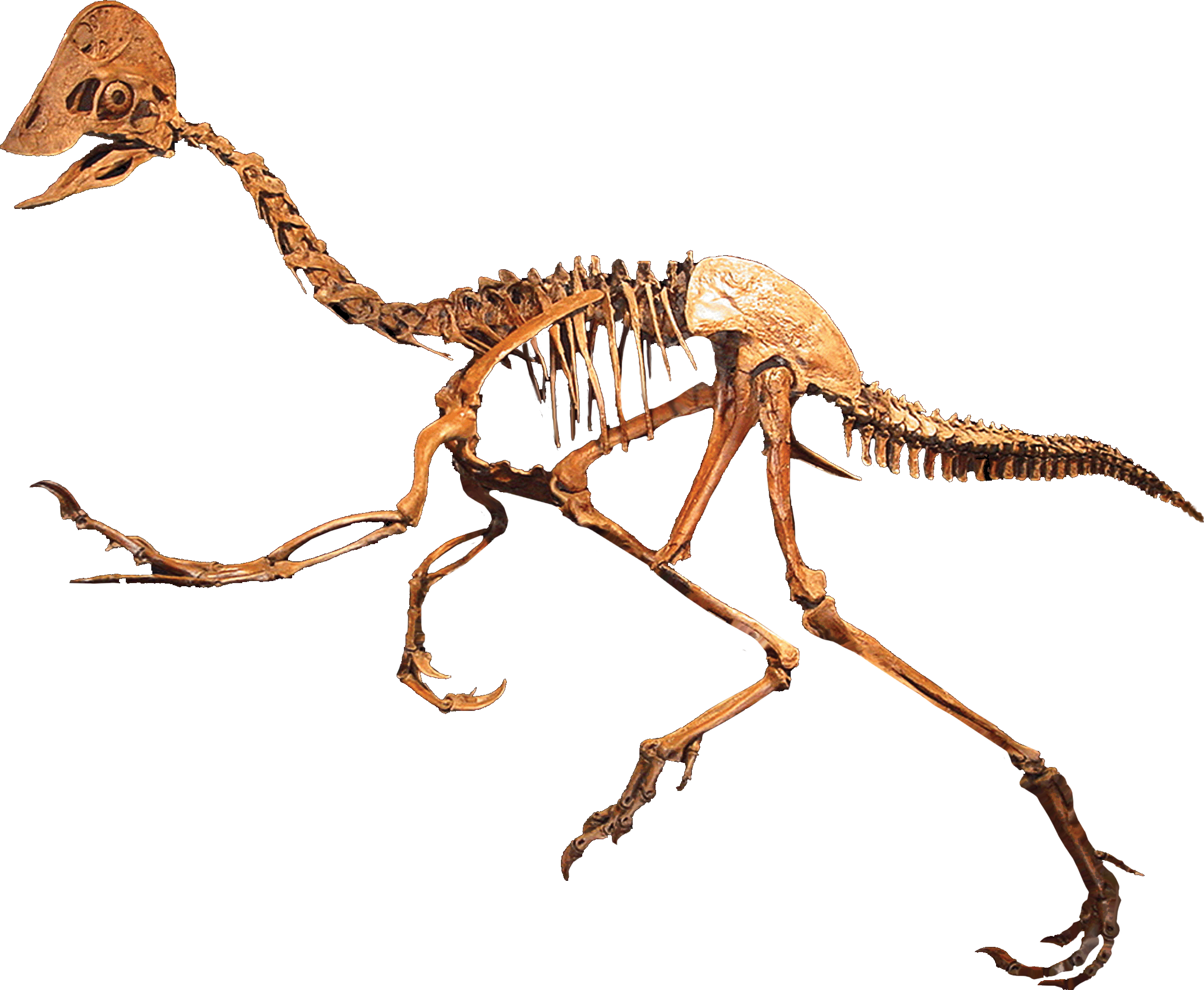 Dinosaur Skeleton Exhibit