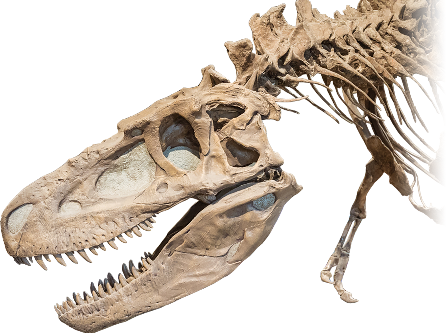 Dinosaur Skeleton Head