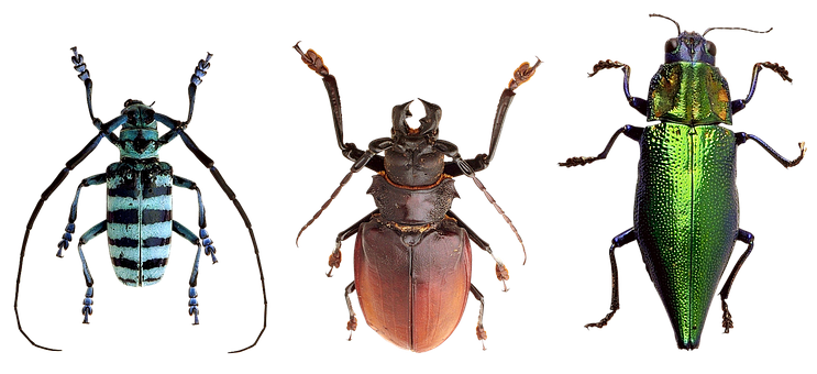 Diverse Beetle Species Showcase