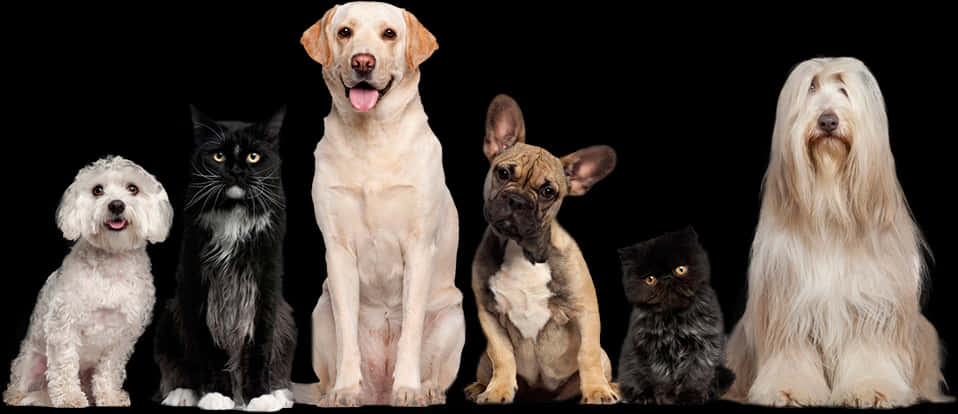 Diverse Dogand Cat Lineup