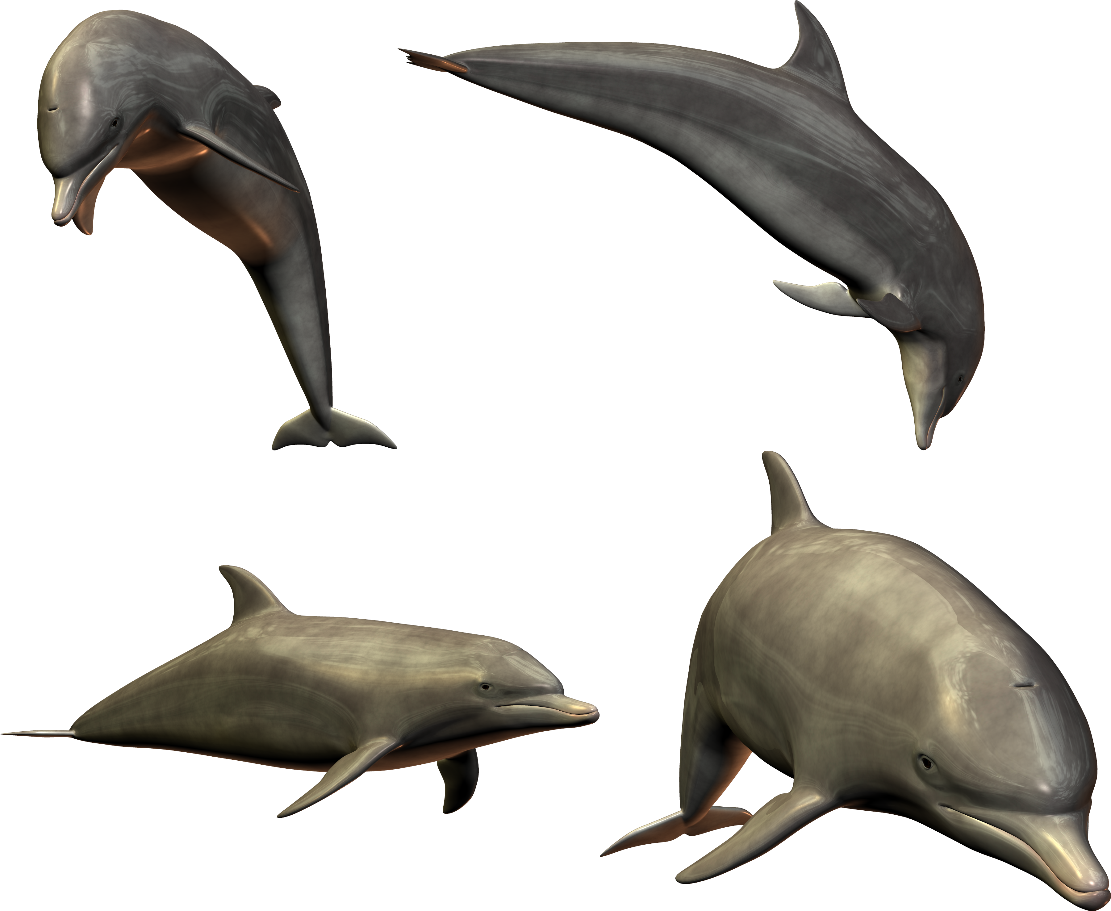 Diverse Dolphin Poses3 D Render