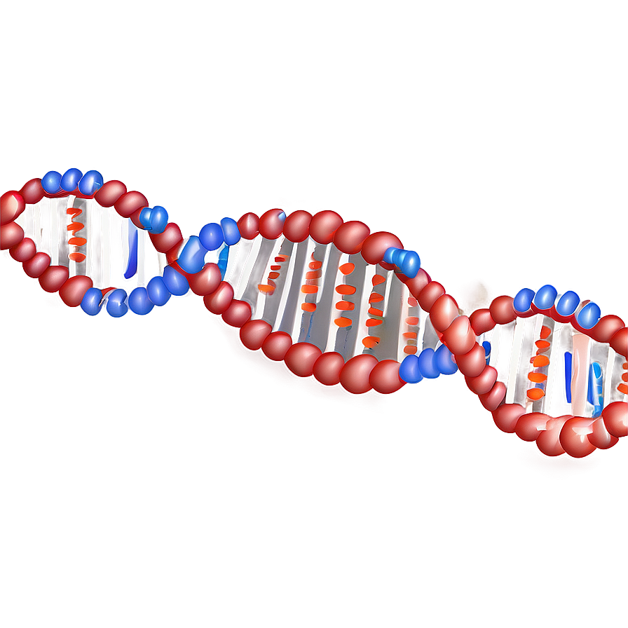 Dna Replication Diagram Png 05242024