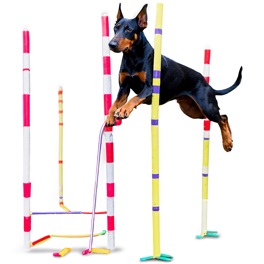 Doberman Agility Png 06252024