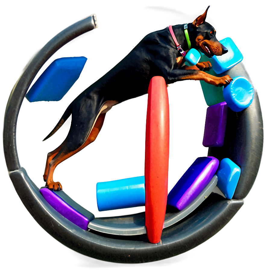 Doberman Agility Png 17