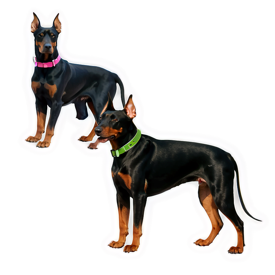 Doberman And Cat Png Msj