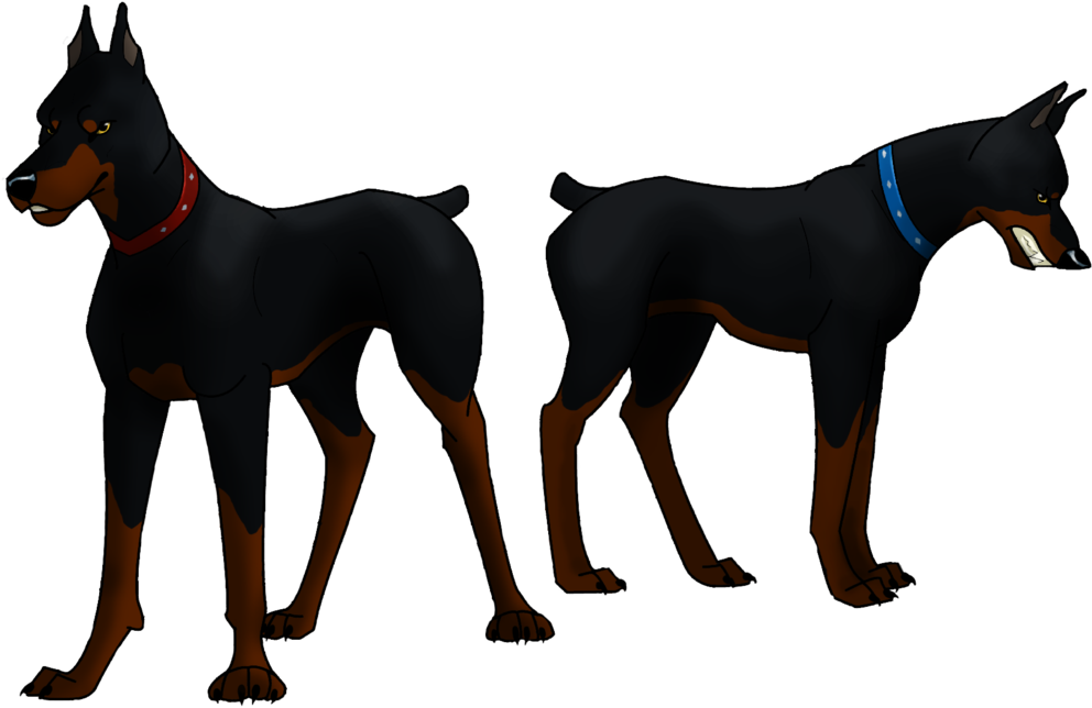 Doberman Duo Standingand Walking