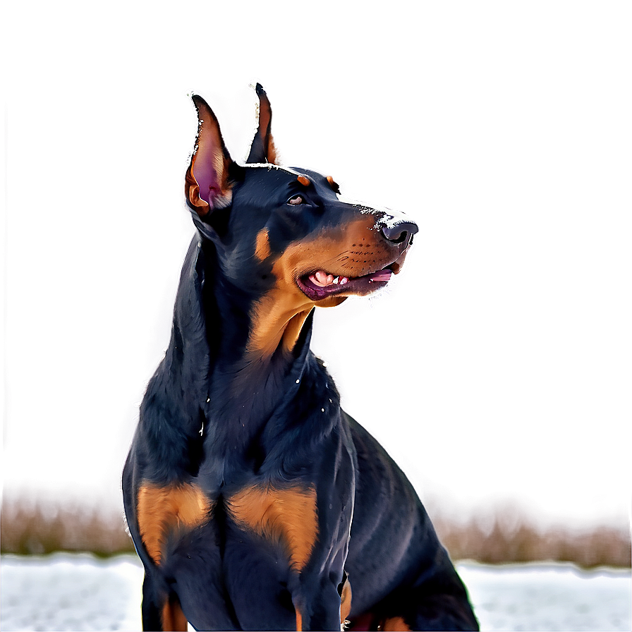 Doberman In Snow Png 27