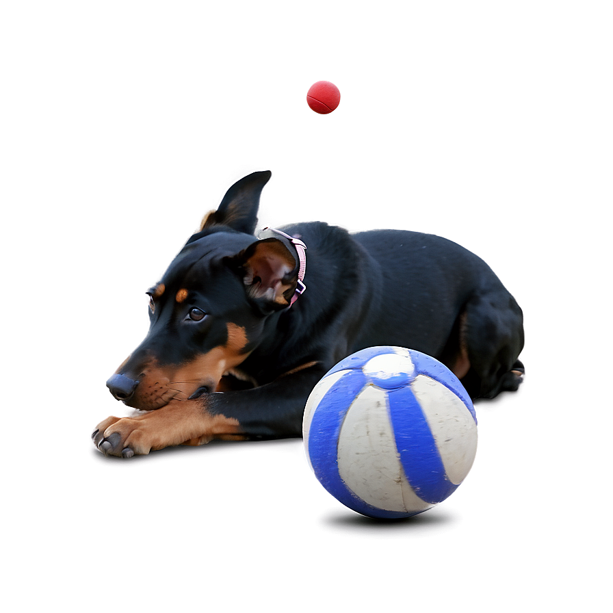 Doberman With Ball Png Owy