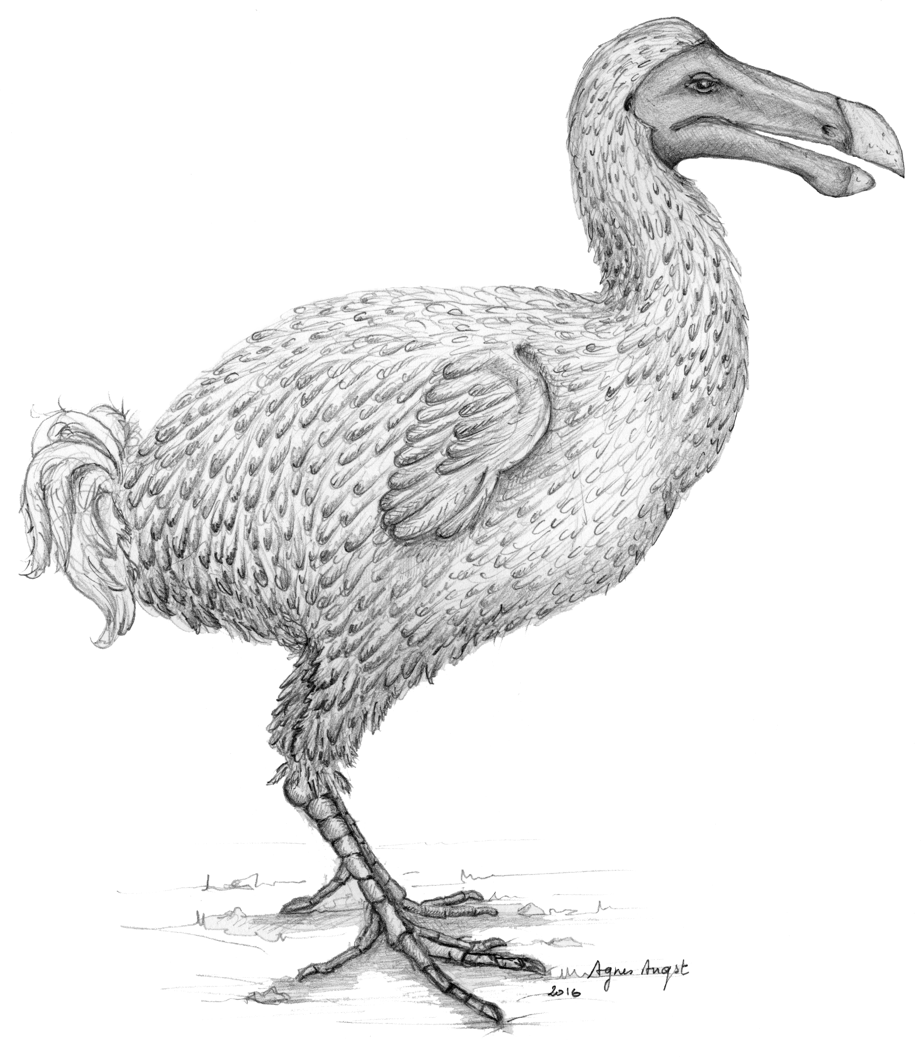 Dodo Bird Illustration