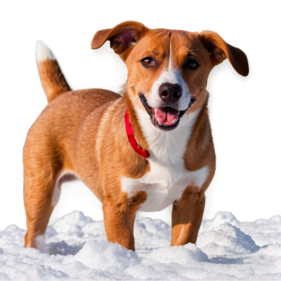 Dog In Snow Png Fpf