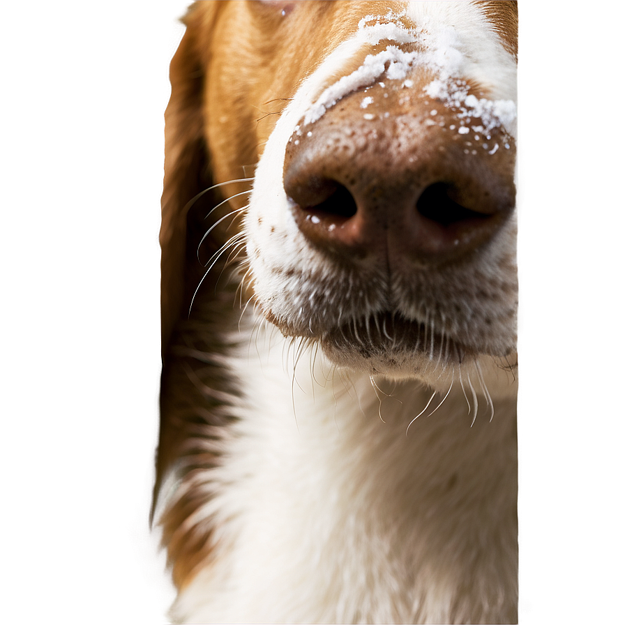 Dog Nose With Snowflakes Png 06272024