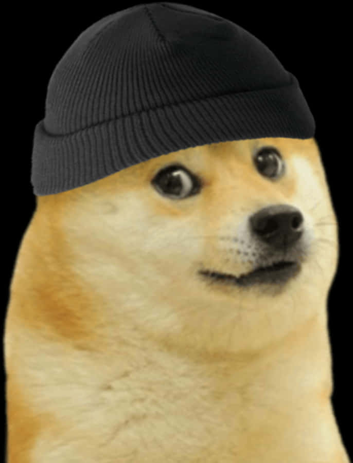 Doge In Beanie Meme.jpg