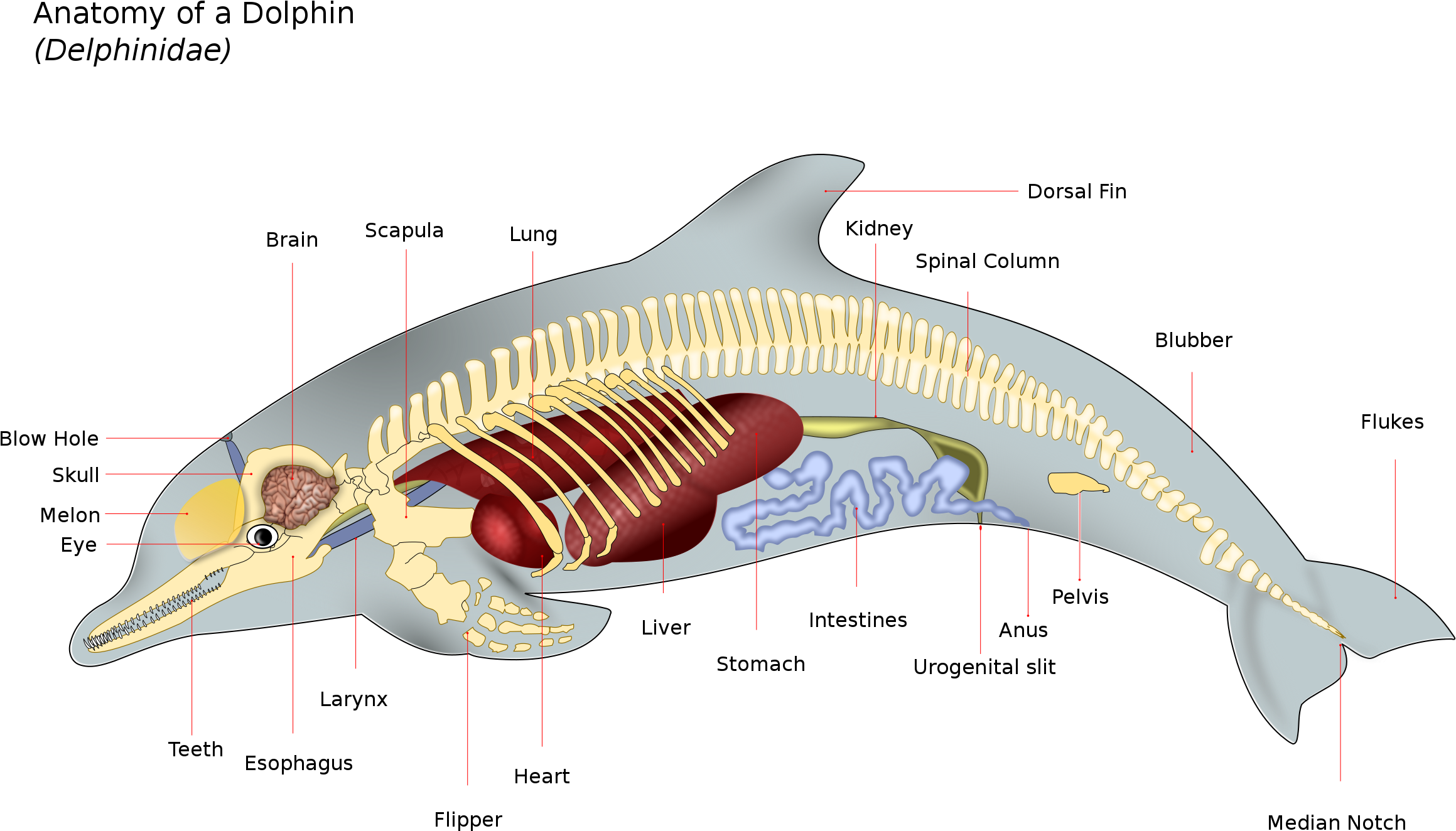 Dolphin Anatomy Illustration