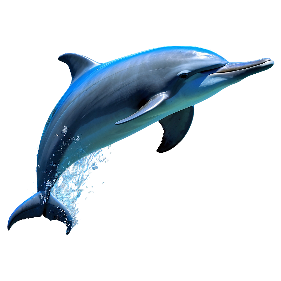 Dolphin Clipart Png Ses79