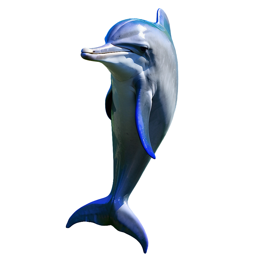 Dolphin Dance Png Xrn