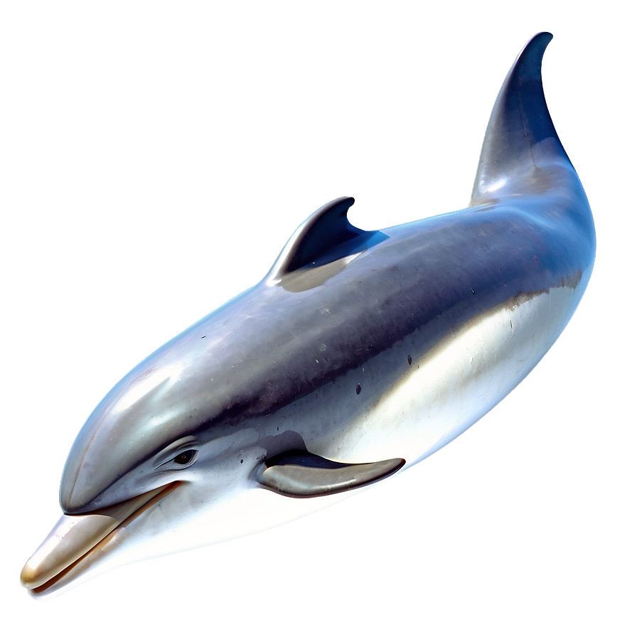 Dolphin Icon Png Gne58