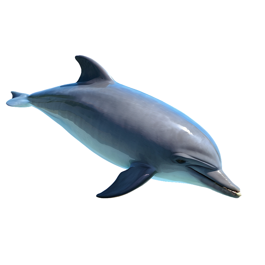 Dolphin In Water Png 05062024