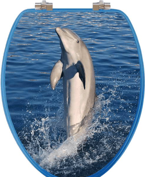 Dolphin Jumping Through Hoop