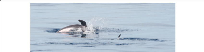 Dolphin Leaping Off Mozambique Coast