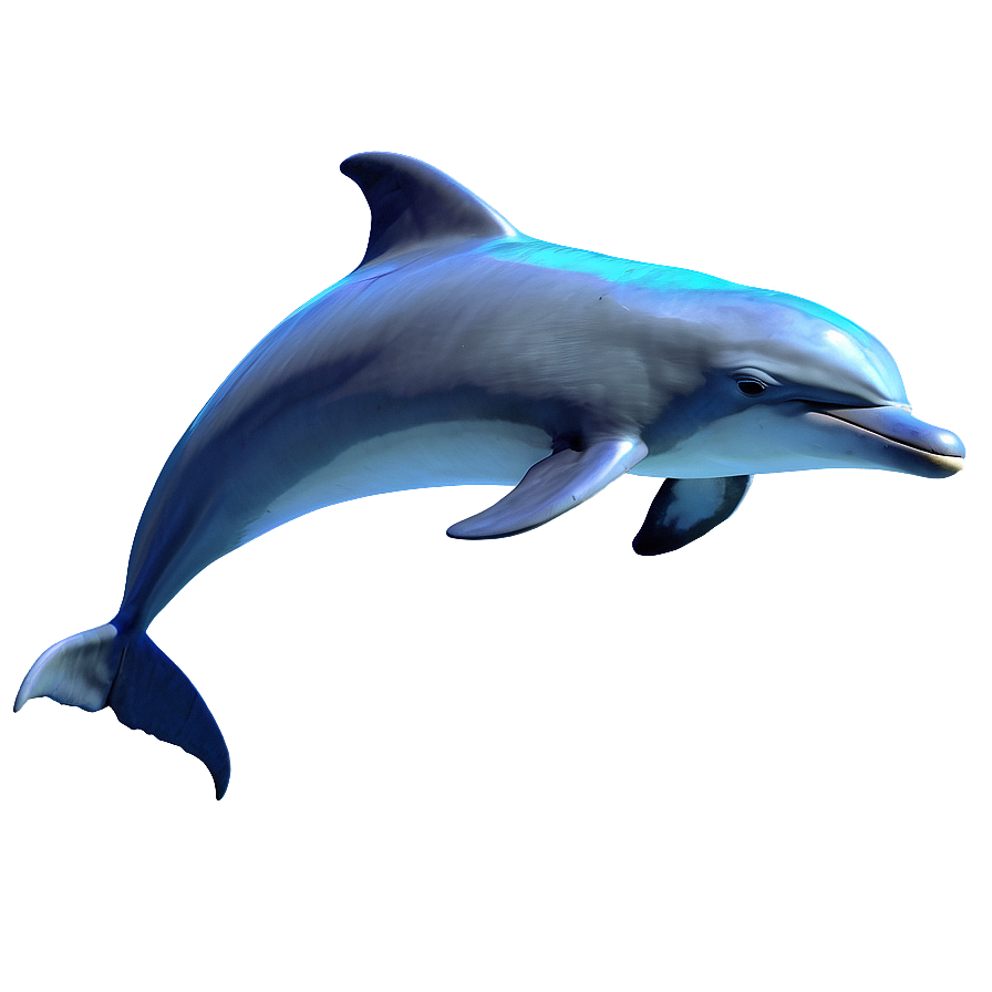 Dolphin Love Png 05062024